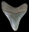 Fossil Megalodon Tooth - Georgia #65757-1